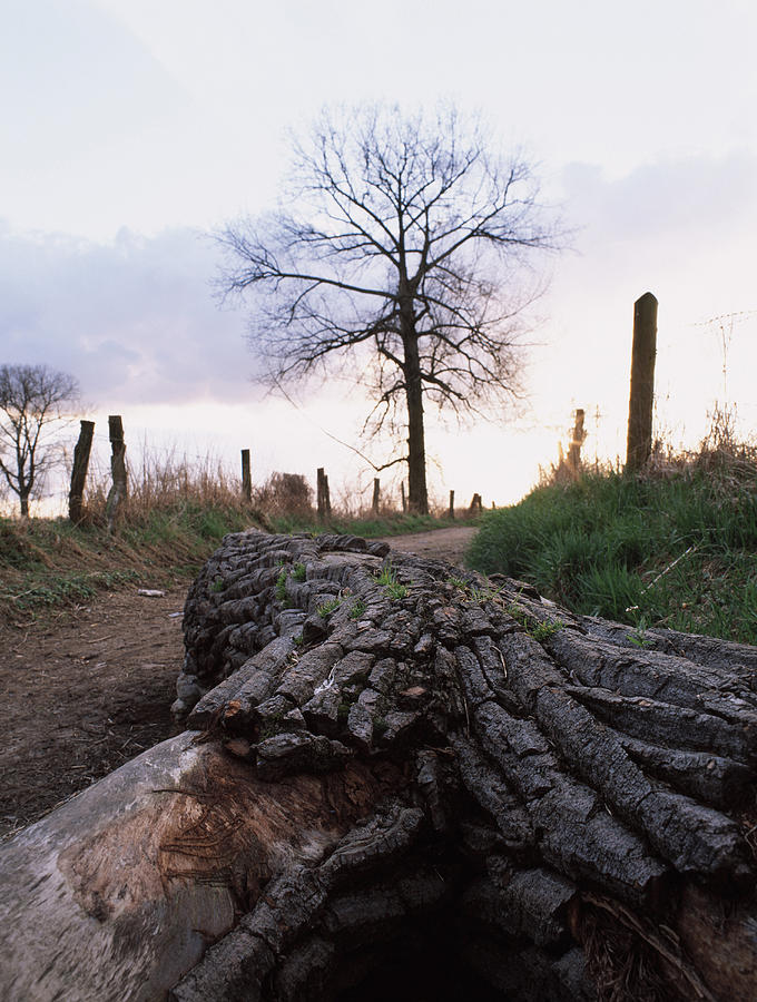 Dead Tree Trunk Beside Path, Dusseldorf, North Rhine-westphalia, Germany Photograph by Frank Van Groen Photography