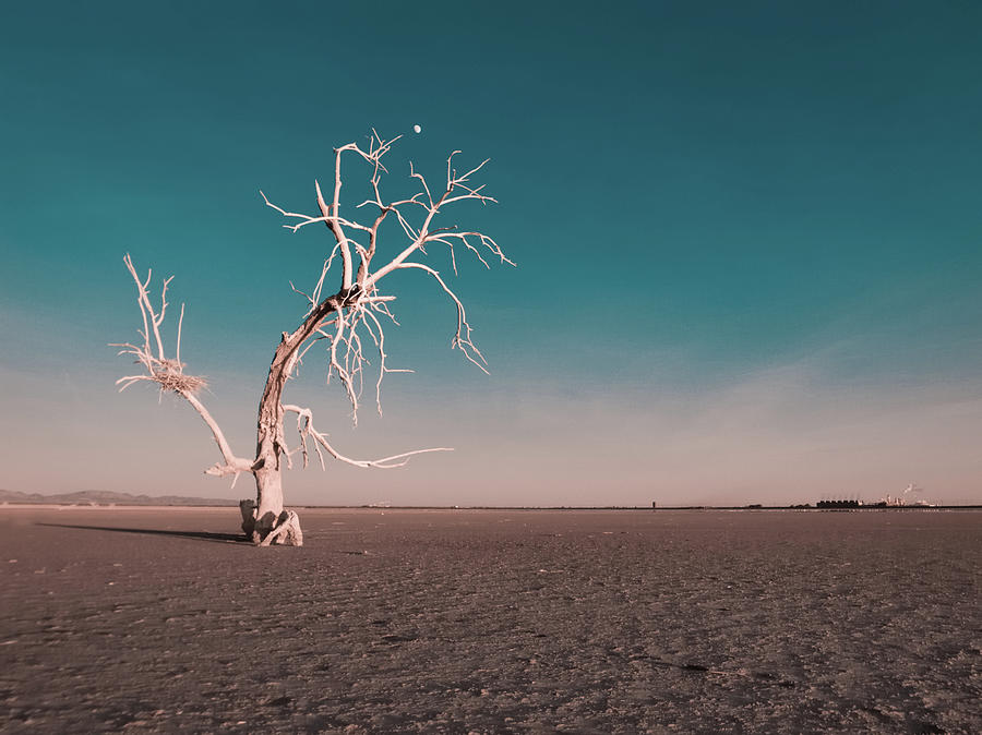 Dead Tree With Moon At Salton Sea Photograph by David Teter