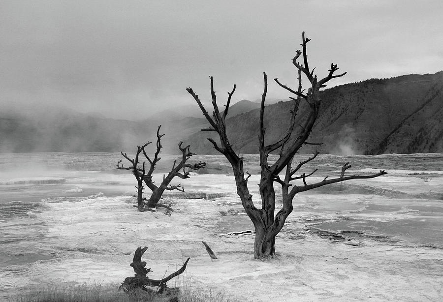 Dead Tree, Yellowstone Photograph by Gary Koutsoubis