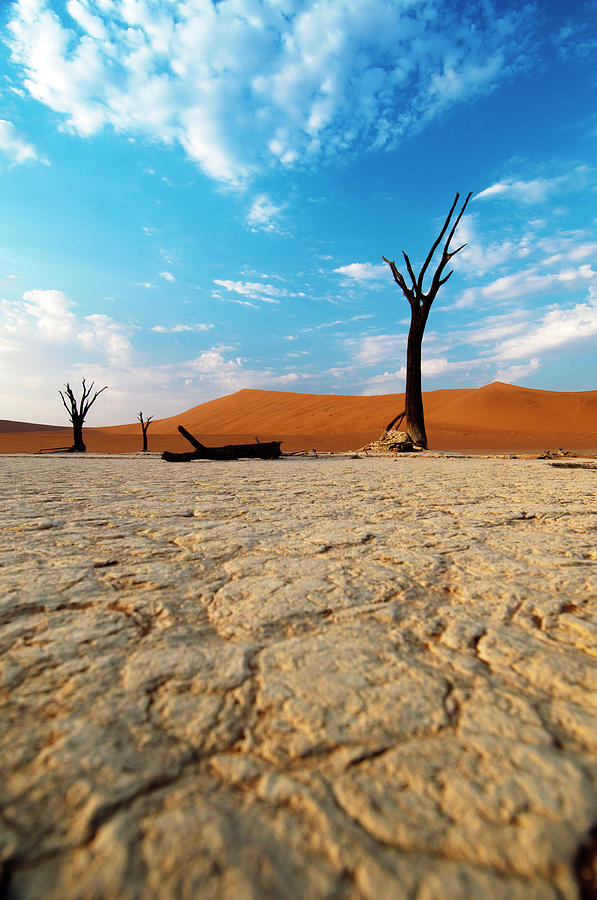 Dead Trees At Sossusvlei Photograph by Subman