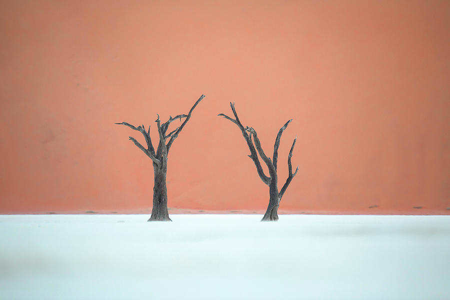 Abstract Photograph - Dead Trees In Deadvlei, Namibia by Ben McRae