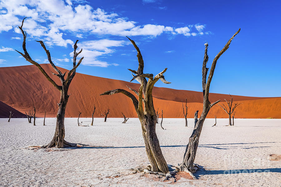Dead trees in Deadvlei, Namibia Photograph by Lyl Dil Creations