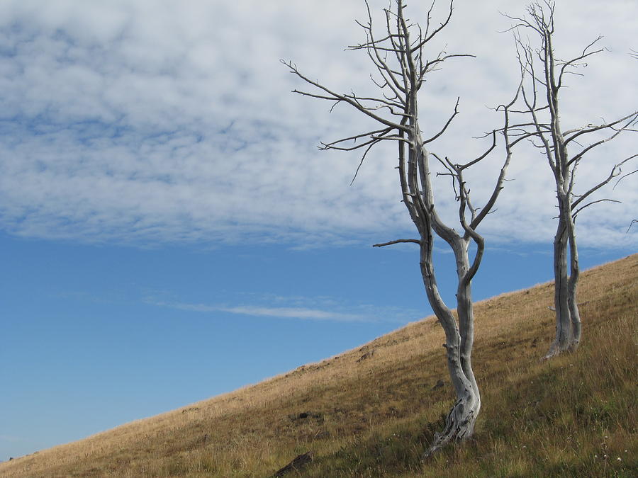 Dead Trees On Hill - #8928 Photograph by StormBringer Photography