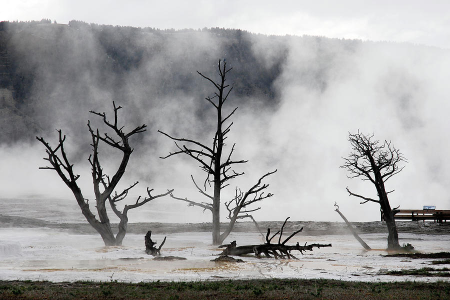 Dead Trees On Hot Springs Photograph by Piriya Photography