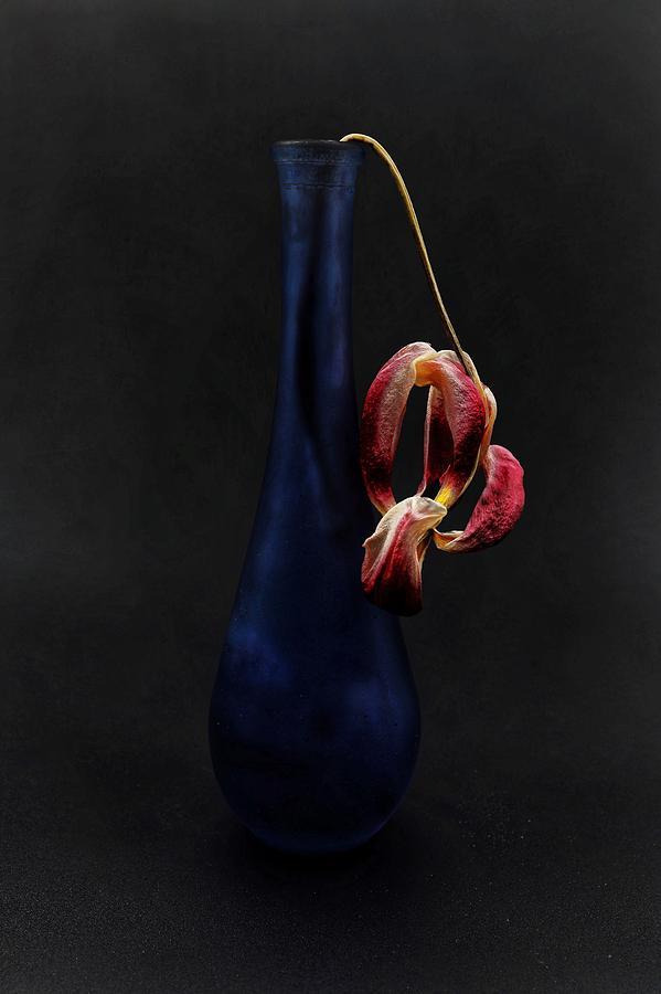 Dead Tulip by John Rodrigues Dead Tulip by John Rodrigues
