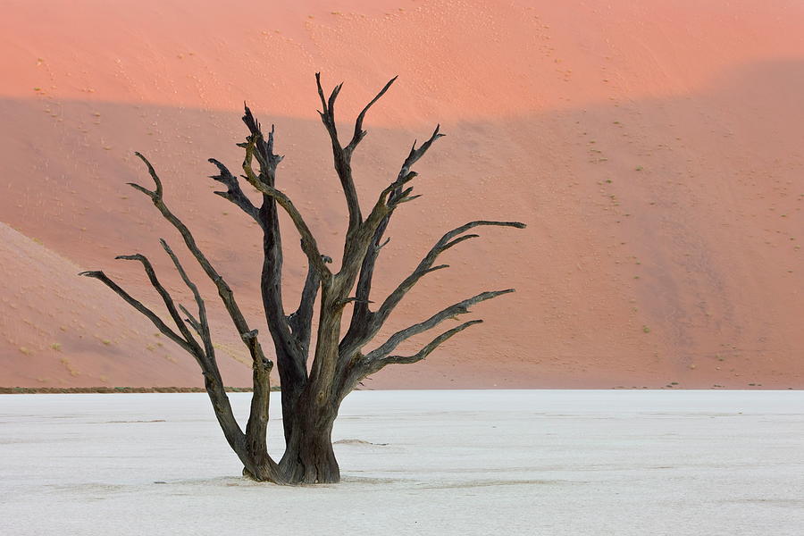 Dead Vlei Sossusvlei Africa Namibia Photograph by Thorsten Milse / Robertharding Dead Vlei Sossusvlei Africa Namibia Photograph by Thorsten Milse / Robertharding