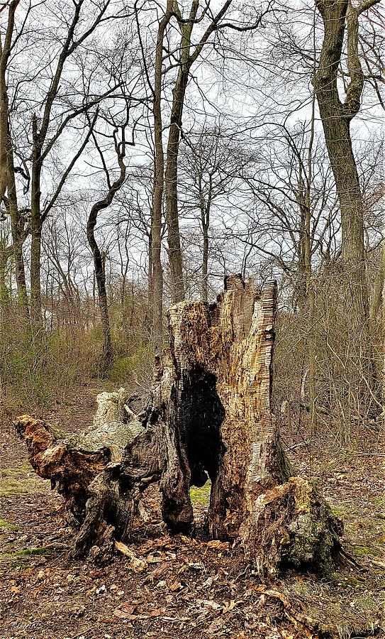 DEAD WOOD in LIVING COLOR Photograph by Rob Hans
