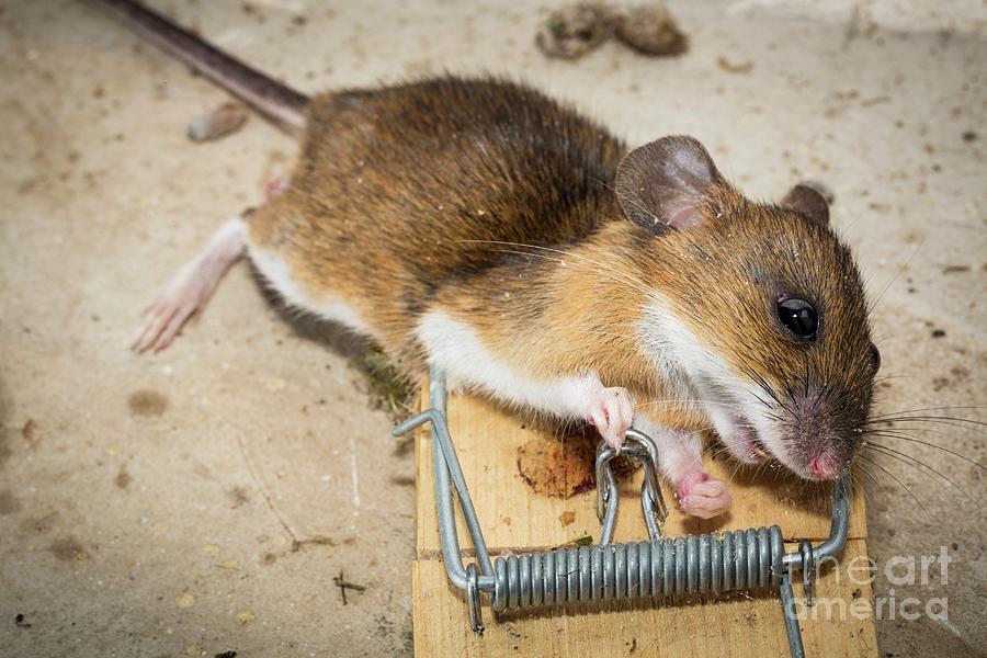 Dead Yellow-necked Mouse Photograph by Martyn F. Chillmaid/science Photo Library