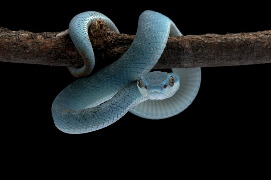 Snake Photograph - Deadly Blue by Kurit Afsheen