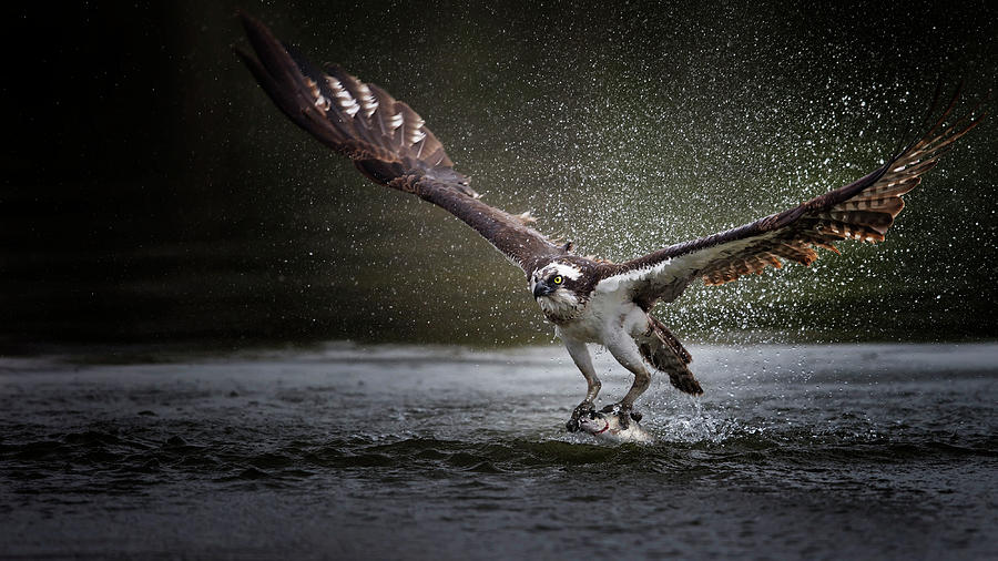 Osprey Photograph - Deadly Catch by Phillip Chang