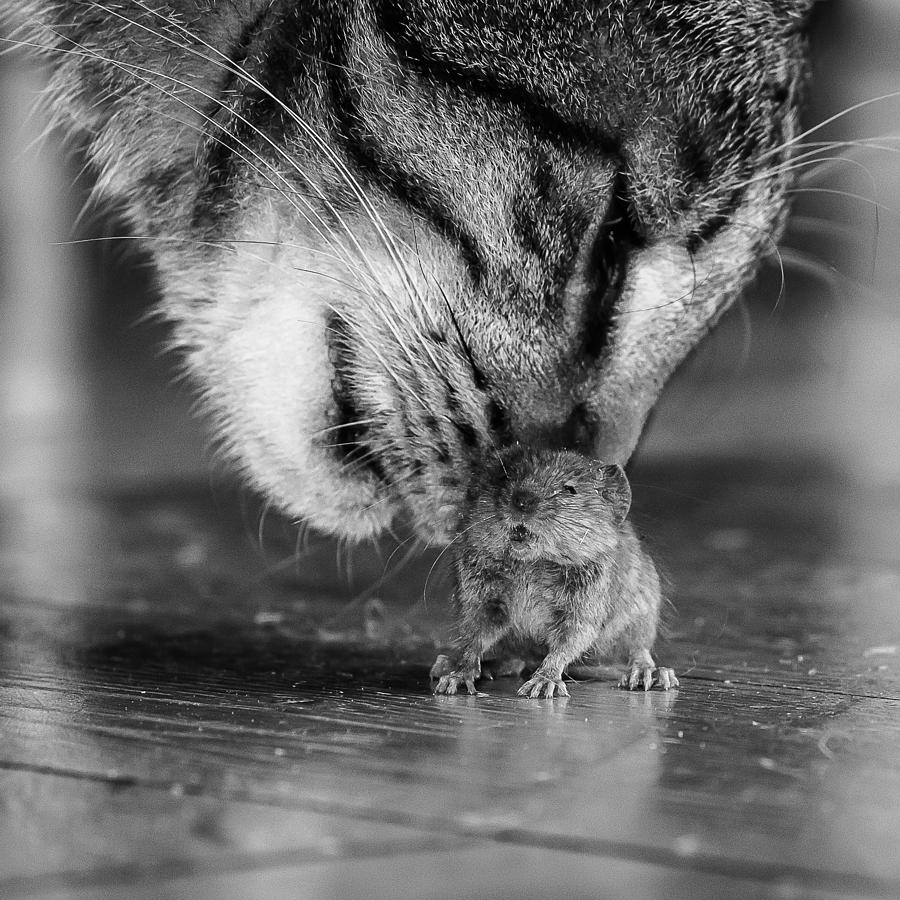Animal Photograph - Deadly Games ... by Frank Hinsberger