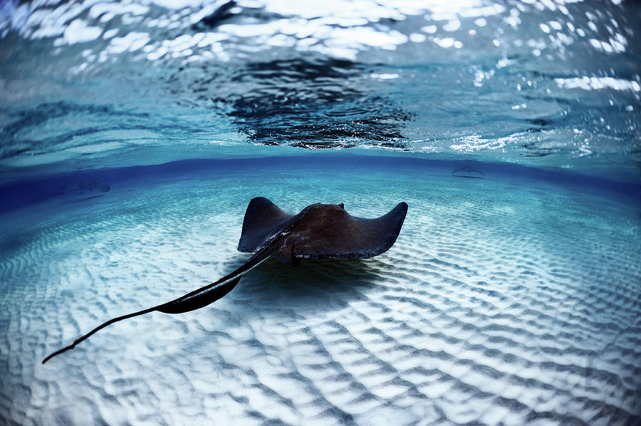 Deadly Stingray Photograph by Extreme-photographer