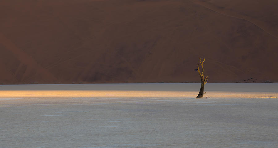 Tree Photograph - Deadviel by Roberto Marchegiani