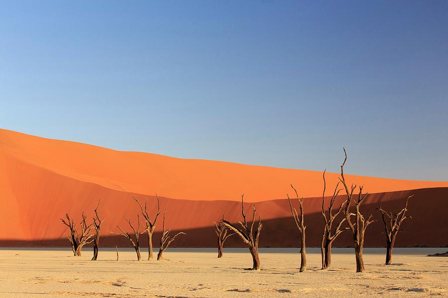 Deadvlei, Camel Thorn Trees, Namibia Digital Art by Michele Falzone