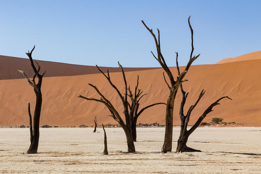 Deadvlei desert Photograph by Mache Del Campo