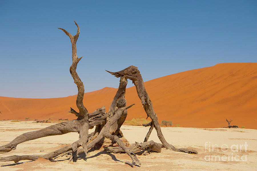 Deadvlei Photograph by Photostock-israel/science Photo Library