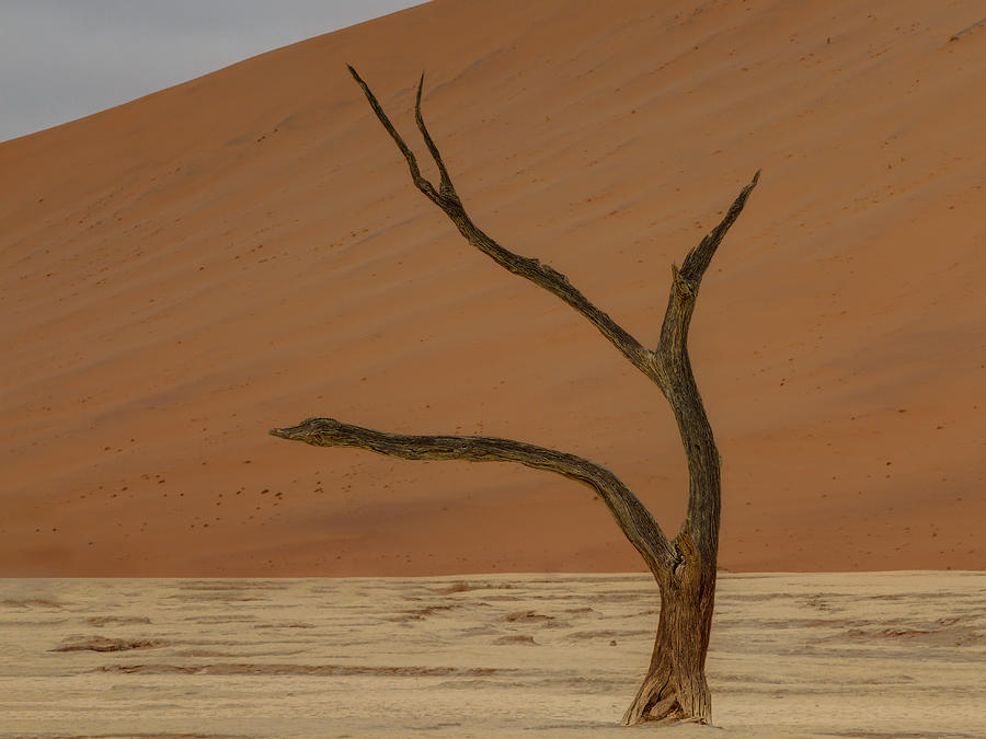Tree Photograph - Deadvlei, Sossusvlei, Namibia by Mariana Van Der Walt