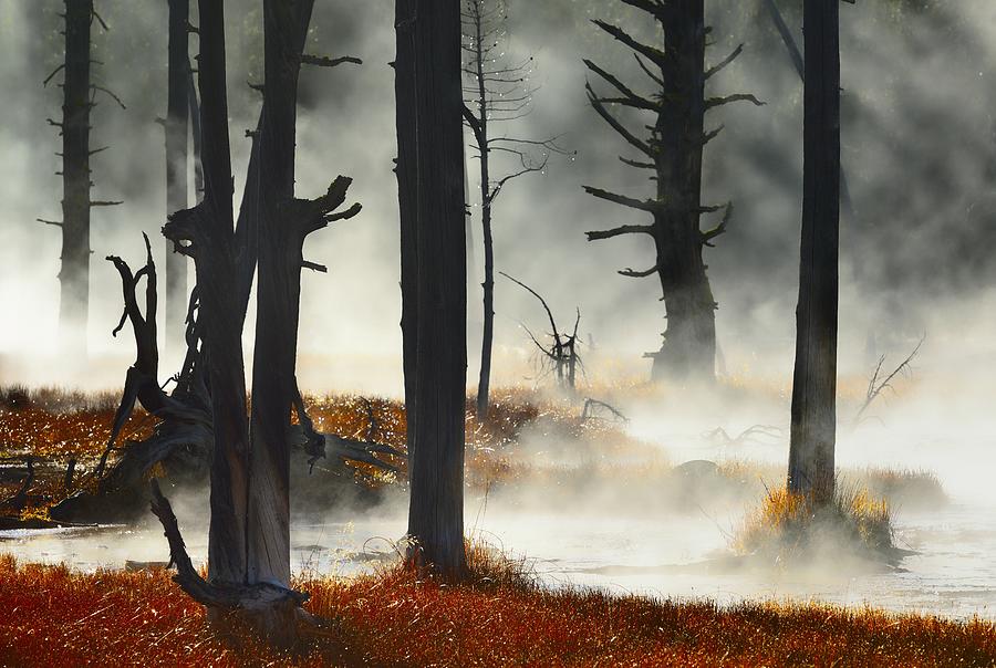 Landscape Photograph - Deadwood by Izidor Gasperlin