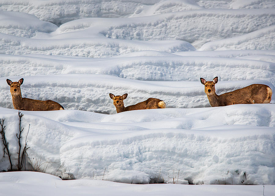 Dear Deer Family Photograph by Hidenori Sono
