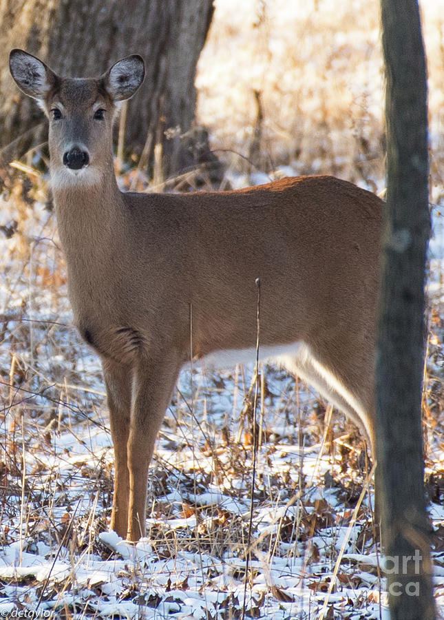 Dear Doe Deer Photograph by David Taylor