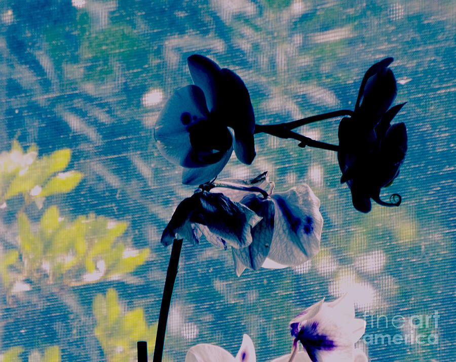 Moody Photograph - Death Life Orchid Painterly by Kasha Baxter