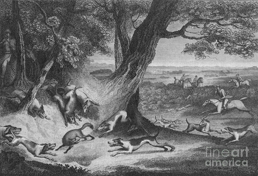 Death Of The Fox Drawing by Print Collector