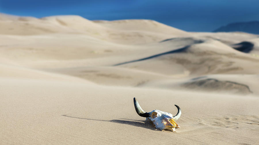 Death on the Dunes Photograph by Jerry Fornarotto