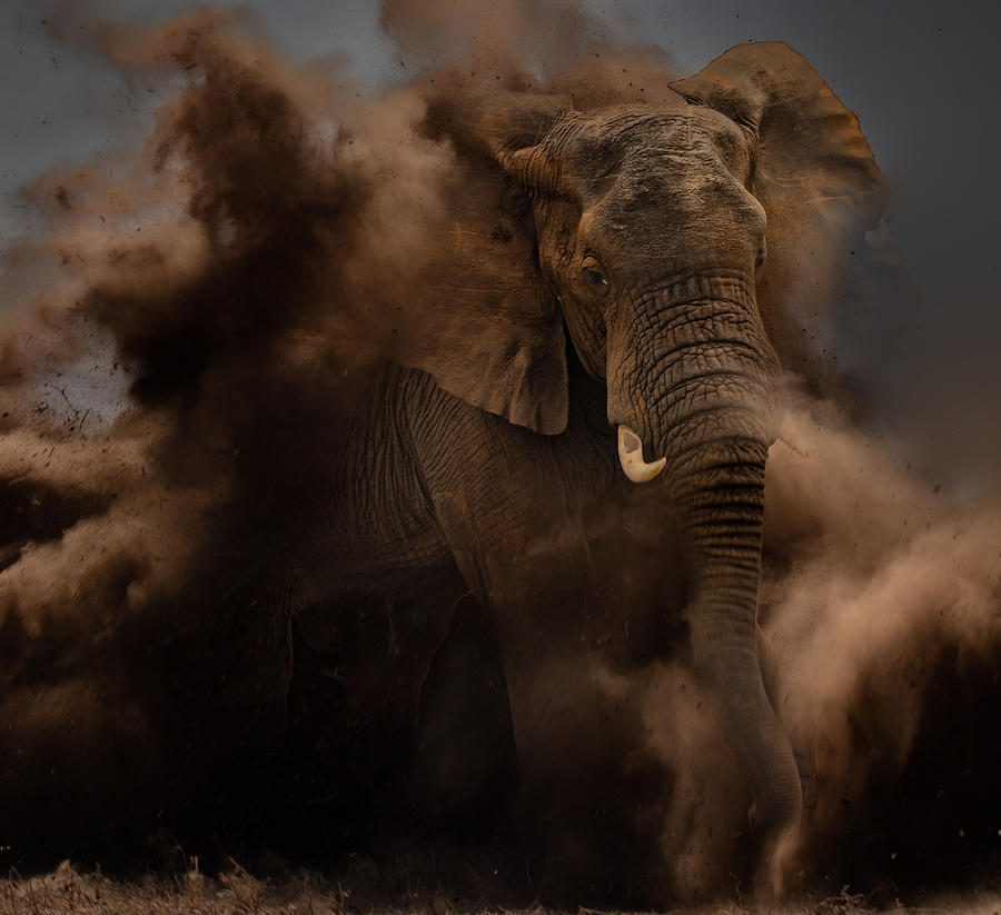 Wildlife Photograph - Death Out Of The Dust by Peet Van Den Berg