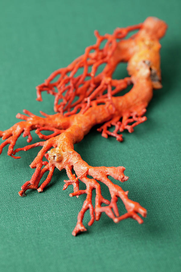 Death Red Coral Photograph by 1001slide
