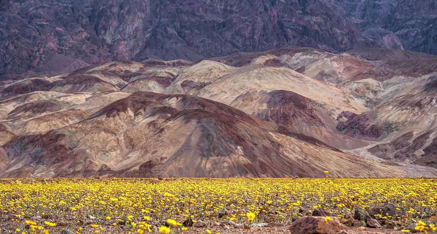 Death Valley Flower Garden. Photograph by Minnetta Heidbrink