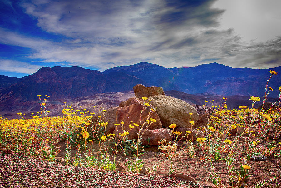 Landscape Photograph - Death Valley flowers by Minnetta Heidbrink
