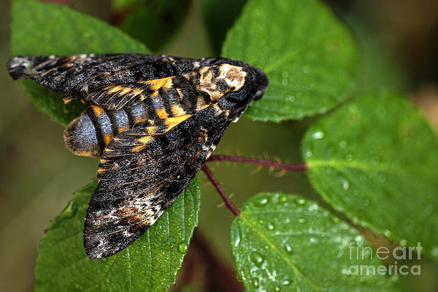 Deaths-head Hawkmoth Photograph by Ian Gowland/science Photo Library