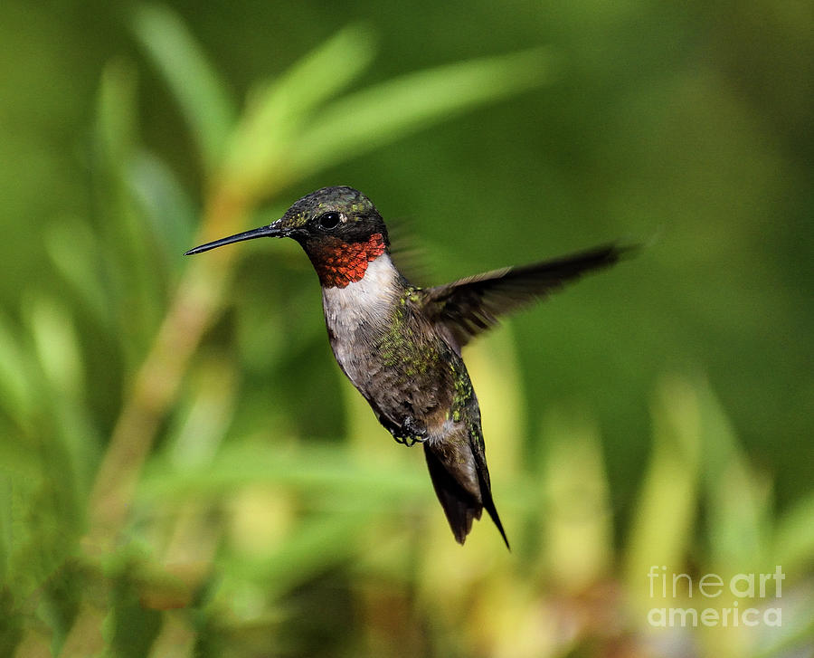 Debonair Male Ruby-throated Hummingbird Photograph by Cindy Treger