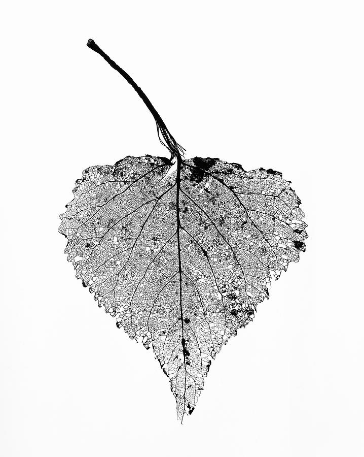 Decaying Leaf On A White Background Photograph by Mike Hill