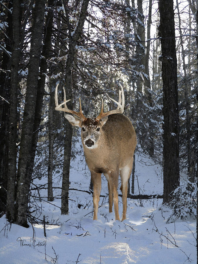 December Buck by Thomas Colstad December Buck by Thomas Colstad