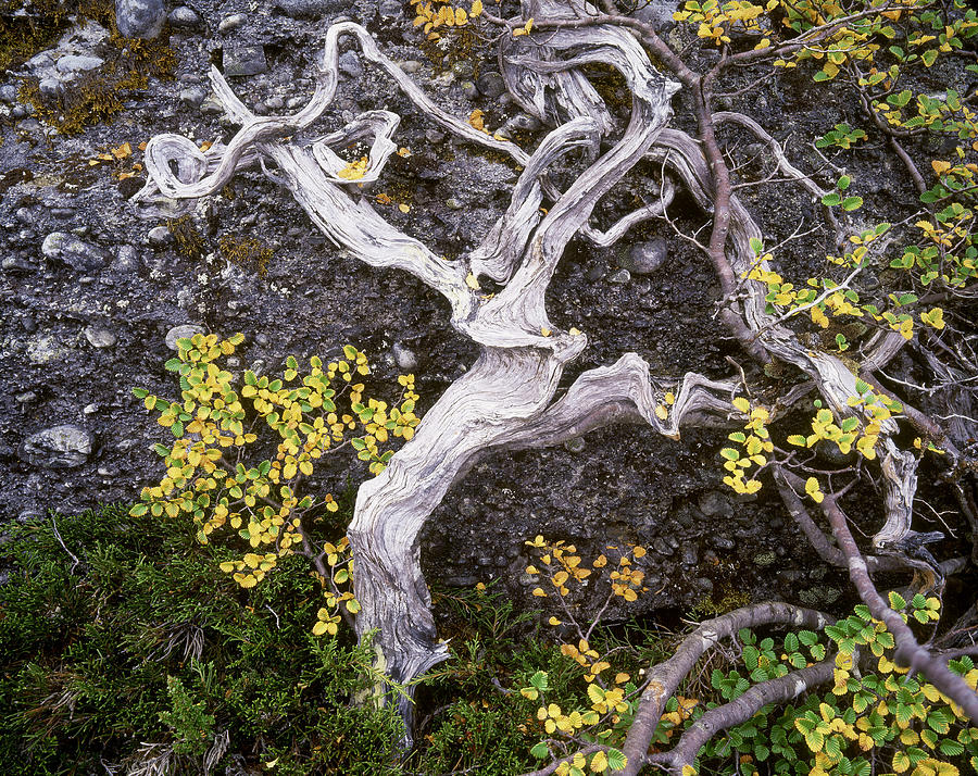 Deciduous Beech Branch, Cradle Mountain Photograph by Ted Mead