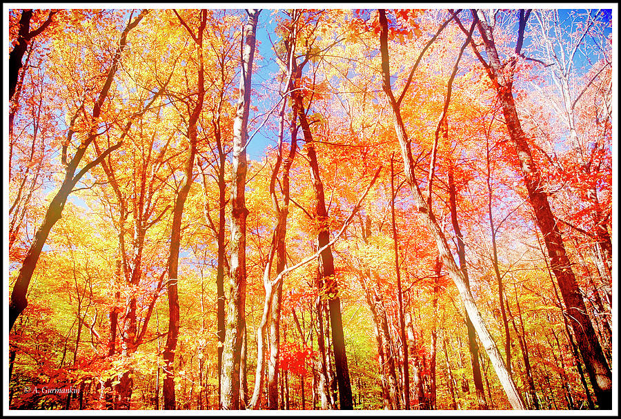 Deciduous Forest in Autimn Photograph by A Macarthur Gurmankin