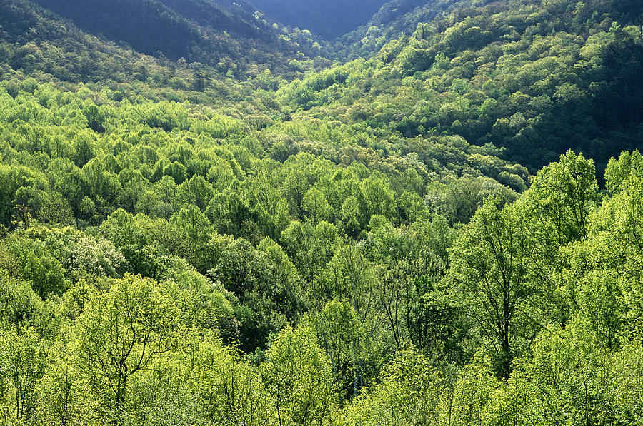 Deciduous Forest  Slopes Of Mount Photograph by Nhpa