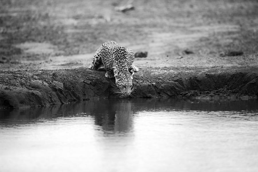 Leopard Photograph - Decisive Moment by Jaco Marx