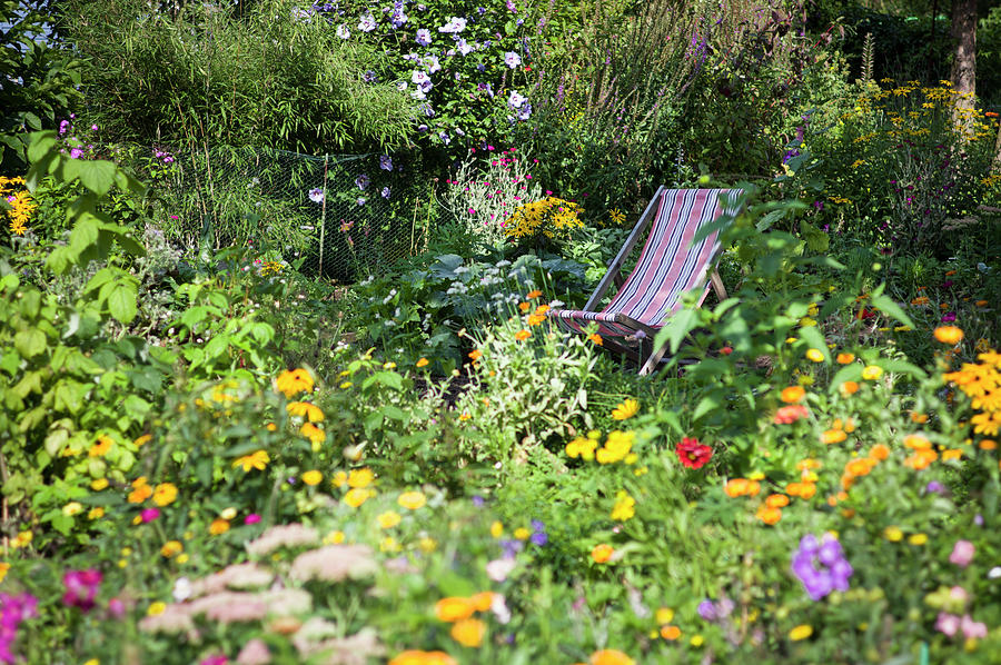 Deck Chair Between Flowers In The Cottage Garden Photograph by Dr. Karen Meyer-rebentisch