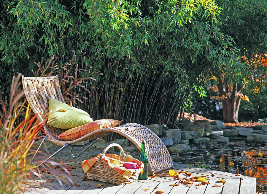 Deckchair In Front Of Phyllostachys bamboo At The Pond Photograph by Friedrich Strauss
