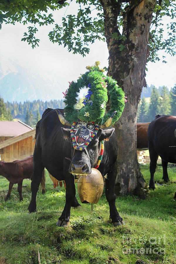 decorated cow by Fabian Roessler decorated cow by Fabian Roessler