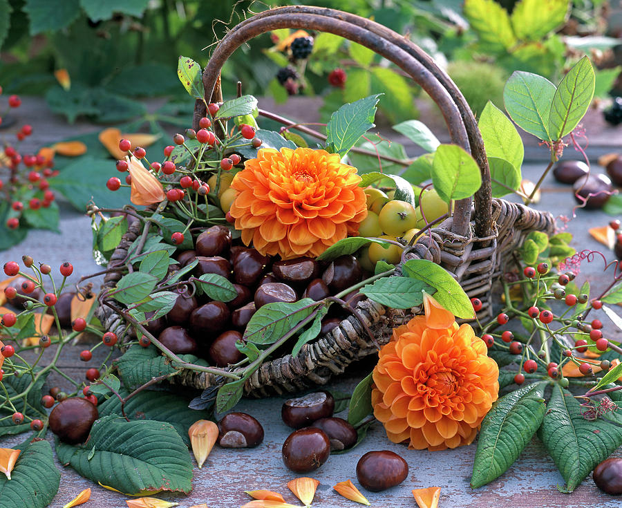 Decoration With Aesculus And Flowers Of Dahlia Photograph by Friedrich Strauss
