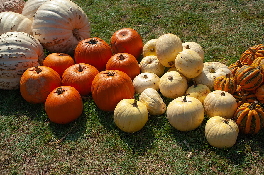 Decorative Display with Pumpkins  Photograph by Jenny Rainbow