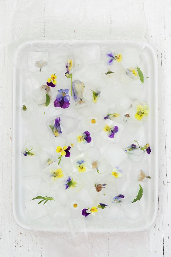 Decorative Ice Cubes With Edible Flowers seen From Above Photograph by Ewa Rejmer