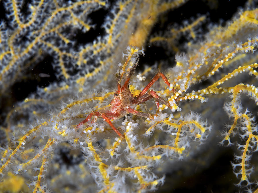 A decorator crab with an anemone and tunicate attached as camouflage on a  reef in Indonesia Stock Photo - Alamy