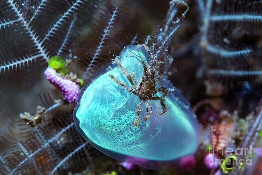 Decorator Crab Perched On A Blue Club Tunicate Photograph by Georgette Douwma/science Photo Library