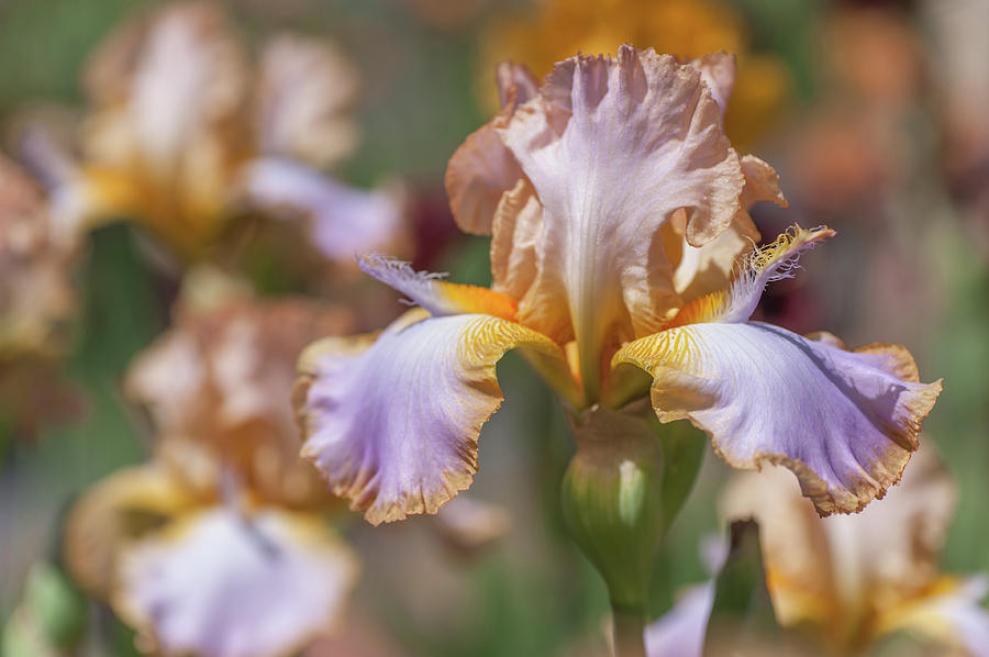Decory Win 1. The Beauty Of Irises Photograph by Jenny Rainbow