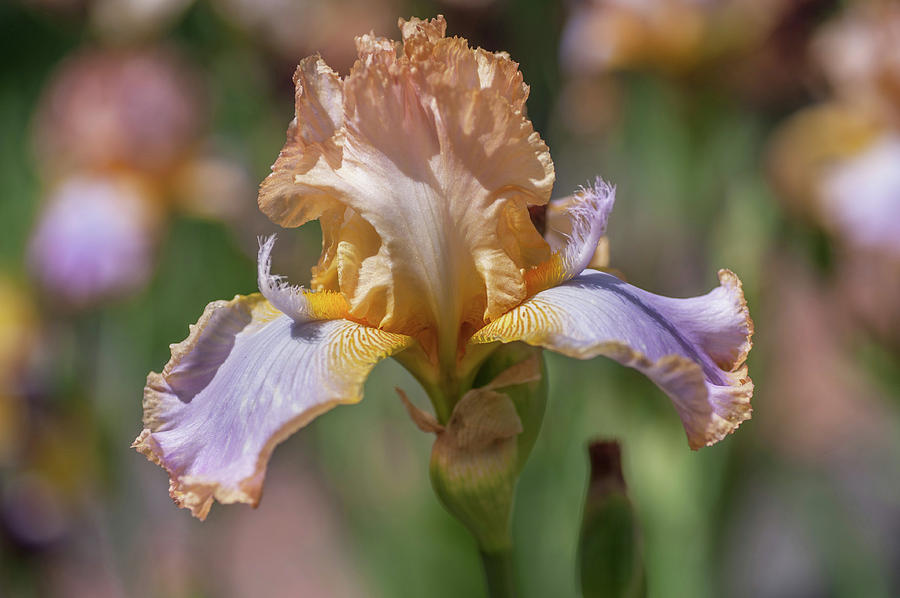 Decory Win. The Beauty Of Irises Photograph by Jenny Rainbow
