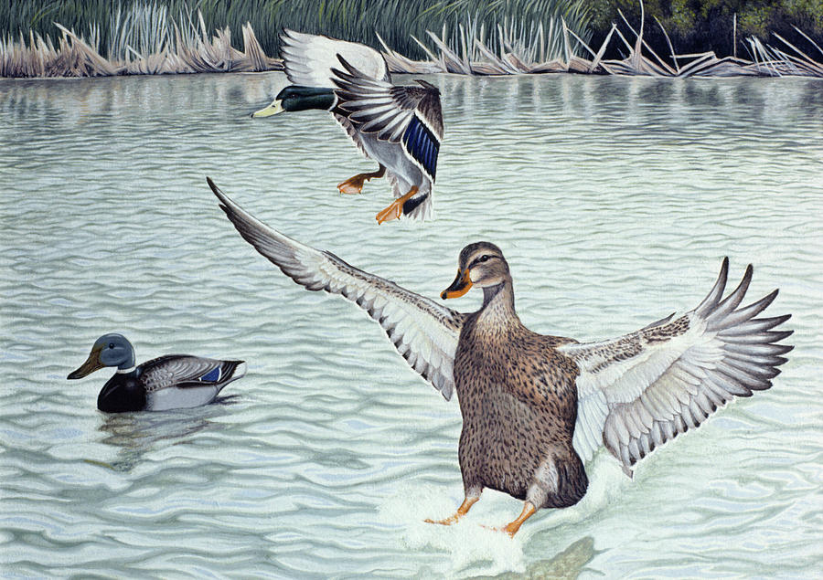 Decoyed Ducks Painting by Rusty Frentner